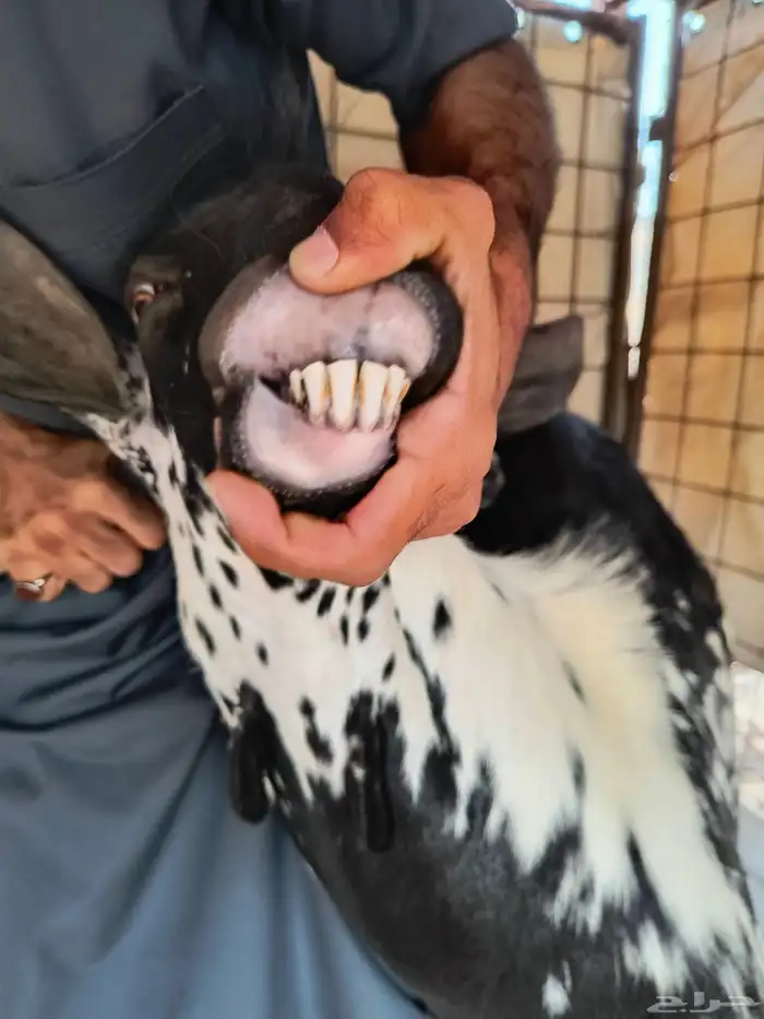 تيس بيشي امرخ 5
