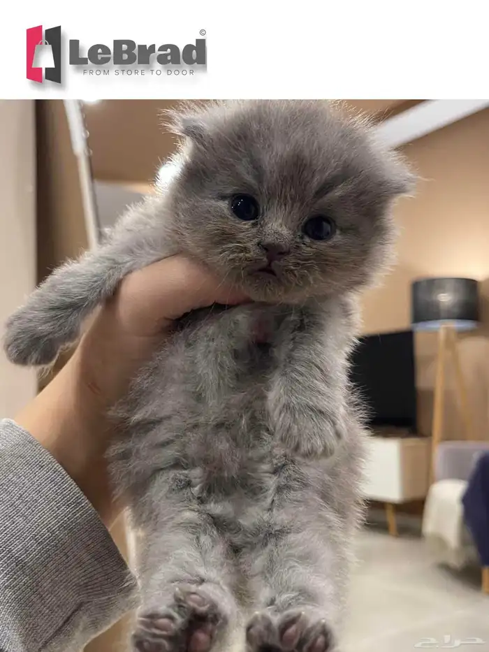 قطط كيتنز سكوتش بريتش بلو ليلاك عيون رصاصية LeBrad 0