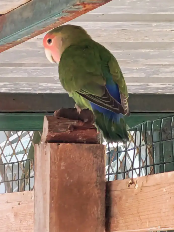 للبيع مجموعة طيور روز 3