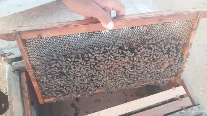 للبيع نحل بلدي عدد 8