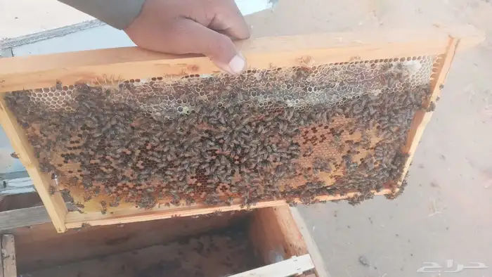 للبيع نحل بلدي عدد 12