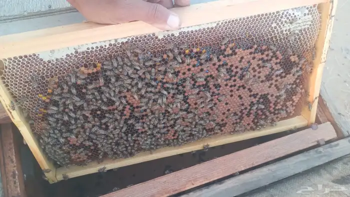 للبيع نحل بلدي عدد 7