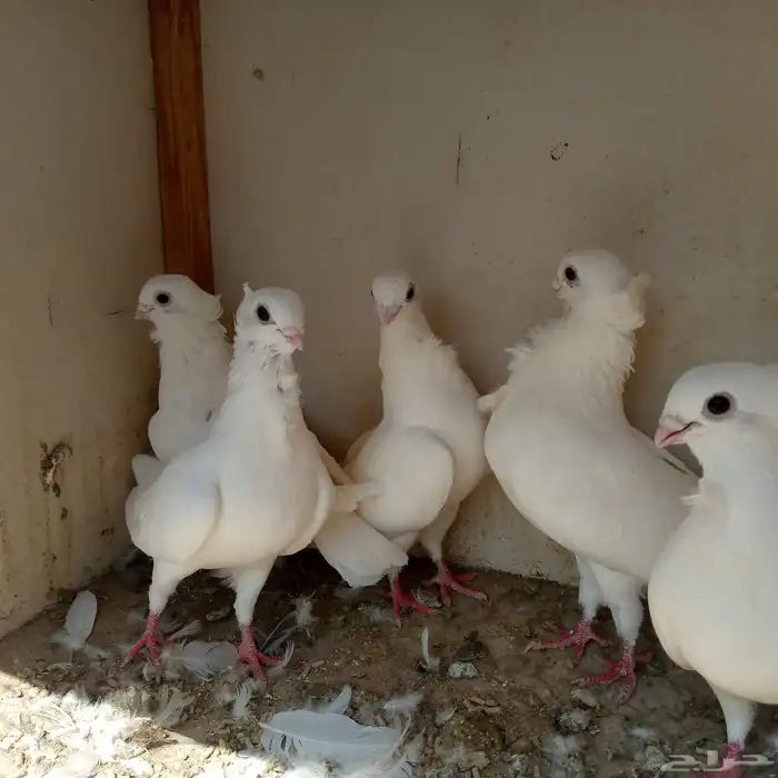 حمام انجليزي ابيض صك تم البيع 8