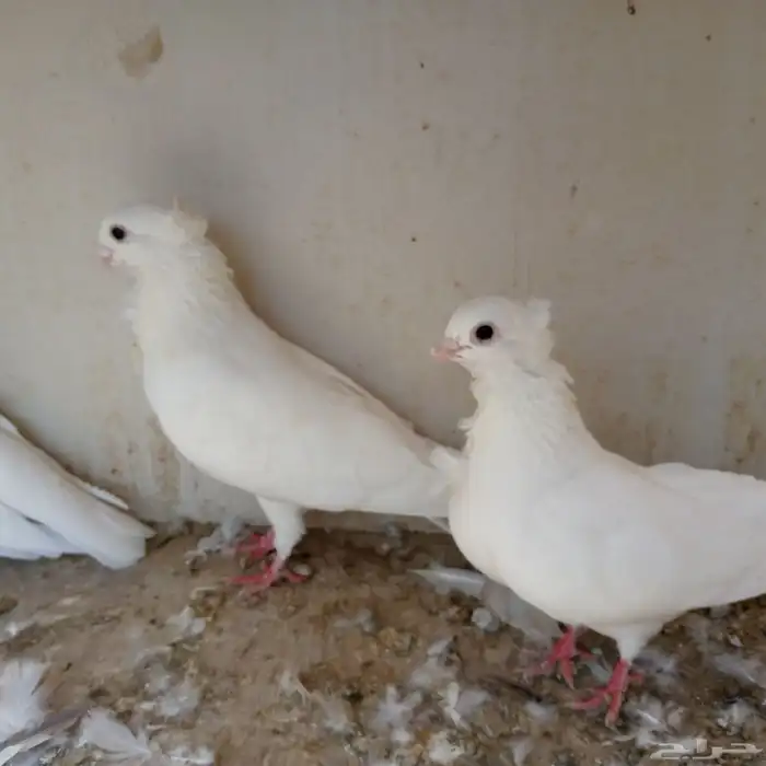 حمام انجليزي ابيض صك تم البيع 10