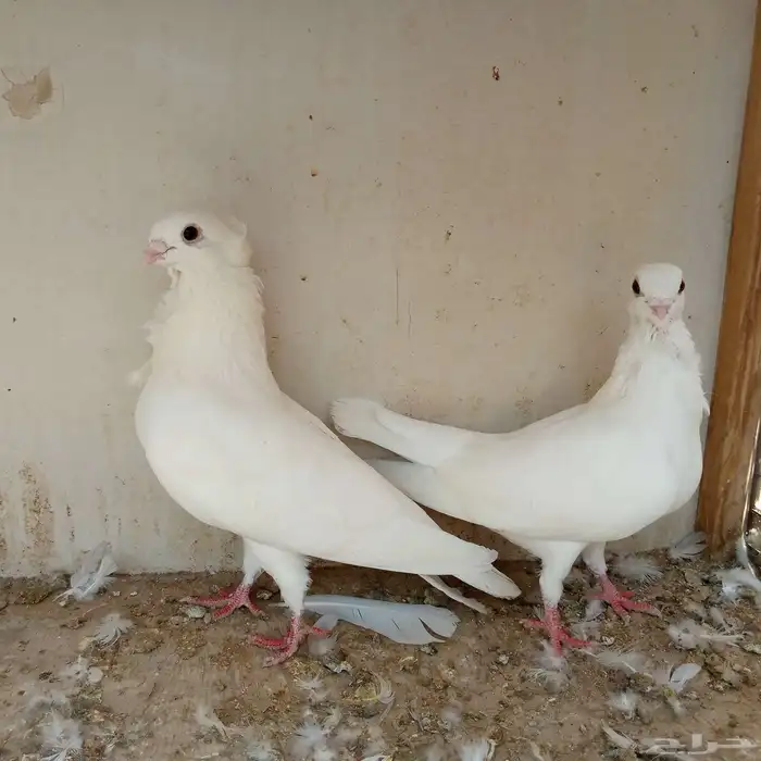 حمام انجليزي ابيض صك تم البيع 3