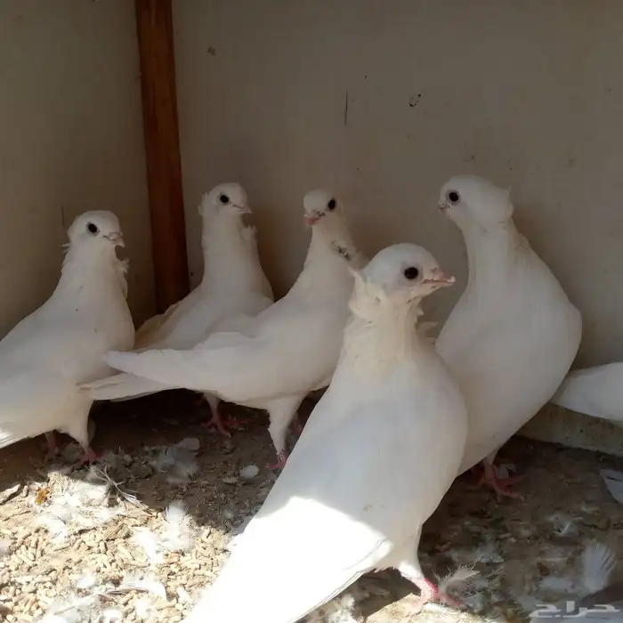حمام انجليزي ابيض صك تم البيع 4