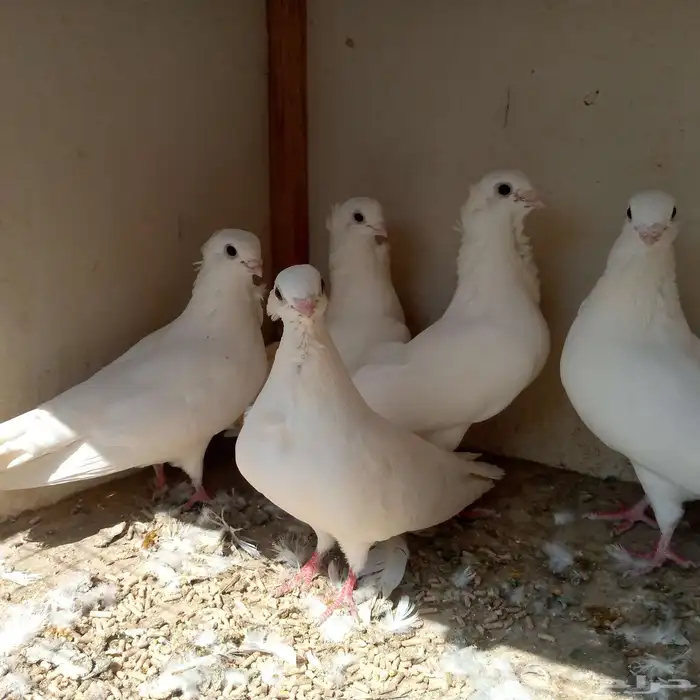 حمام انجليزي ابيض صك تم البيع 2