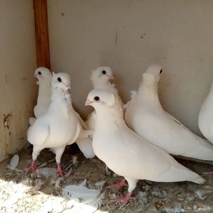 حمام انجليزي ابيض صك تم البيع 0