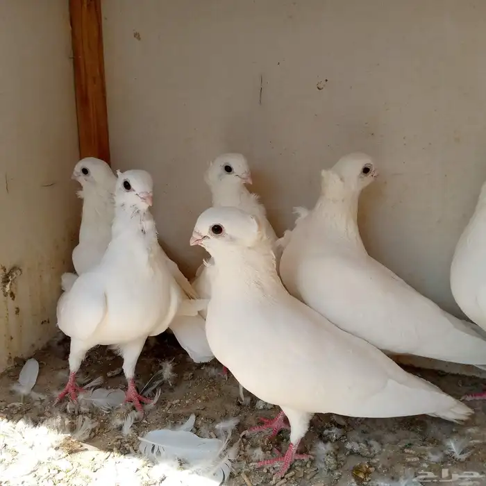 حمام انجليزي ابيض صك تم البيع 7