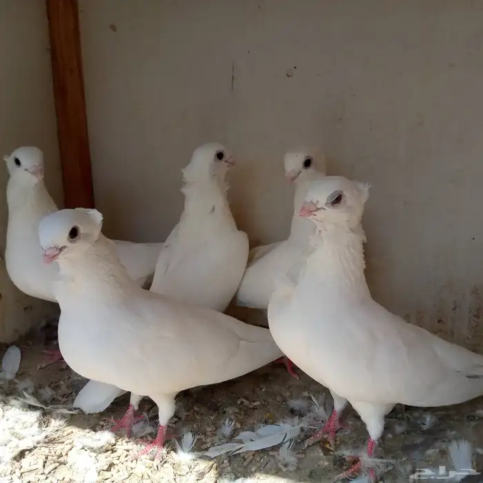 حمام انجليزي ابيض صك تم البيع 5