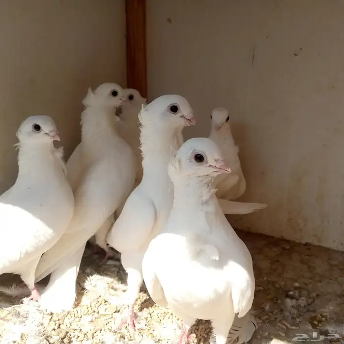 حمام انجليزي ابيض صك تم البيع 6