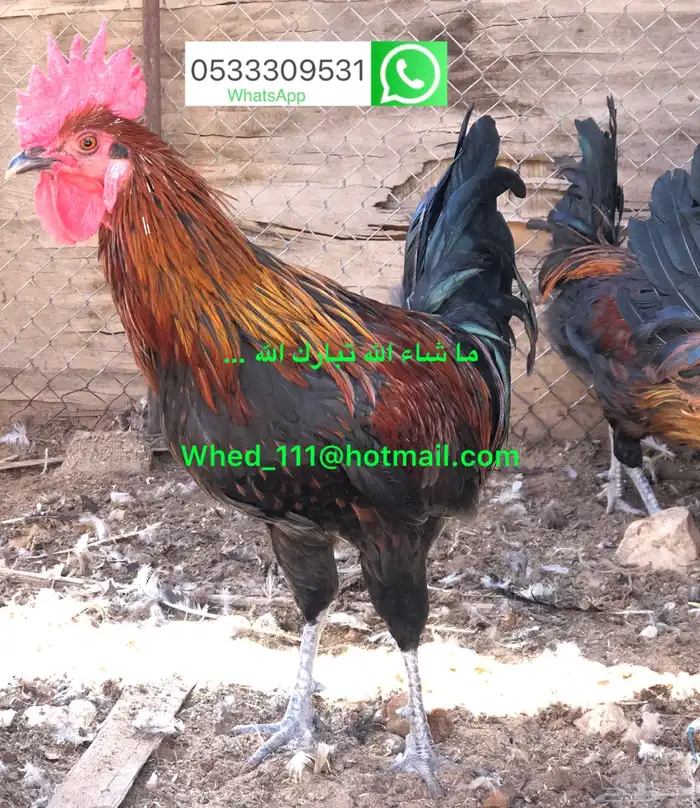 23 ديك بلدي عنيزة 10 شهور 18