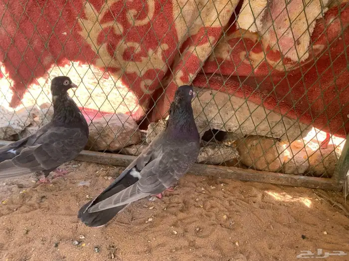 جوز قلابي 0