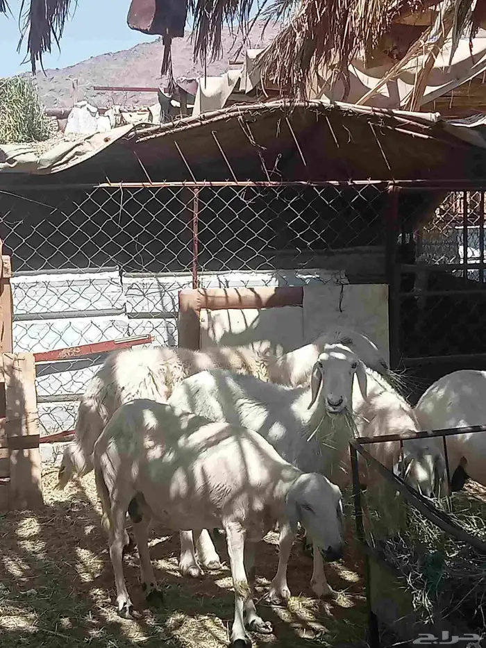 غنم حرش العدد 7 وفيها اثنين صفر فيها ارتفاع بين واسنانها مسا 0