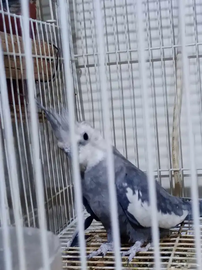 زوج كروان هولندي منتج مرتين 4