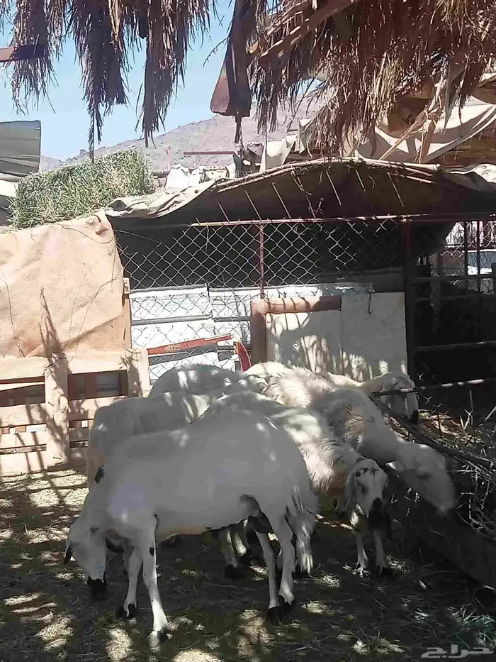 غنم حرش العدد 7 وفيها اثنين صفر فيها ارتفاع بين واسنانها مسا 3