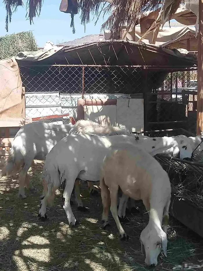 غنم حرش العدد 7 وفيها اثنين صفر فيها ارتفاع بين واسنانها مسا 2