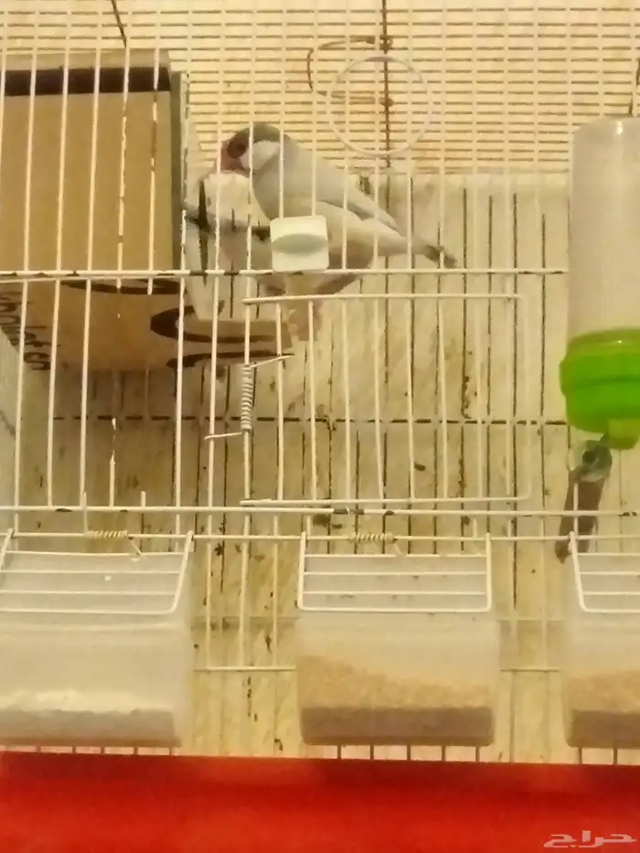 زيبرا وجاو جوزين 5