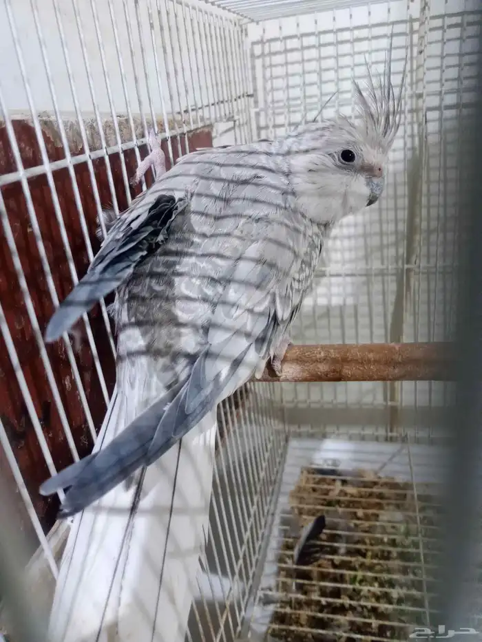 زوج كروان هولندي منتج مرتين 2