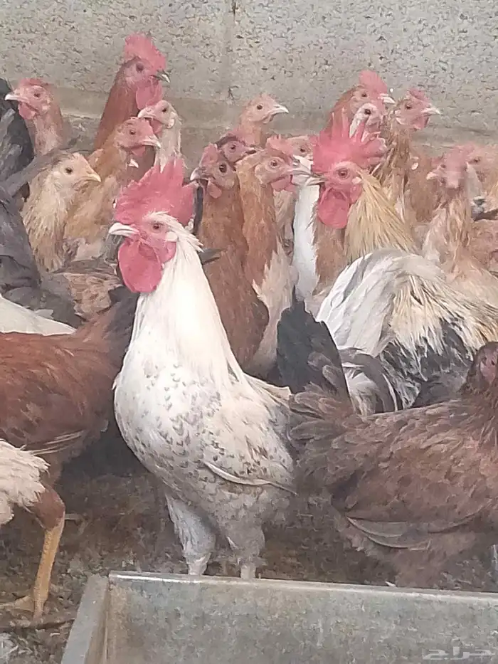 دجاج بياض اعمار 8و9شهور 2