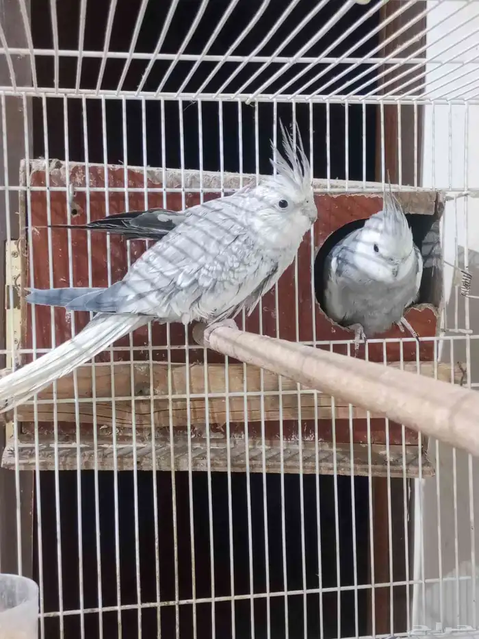 زوج كروان هولندي منتج مرتين 1