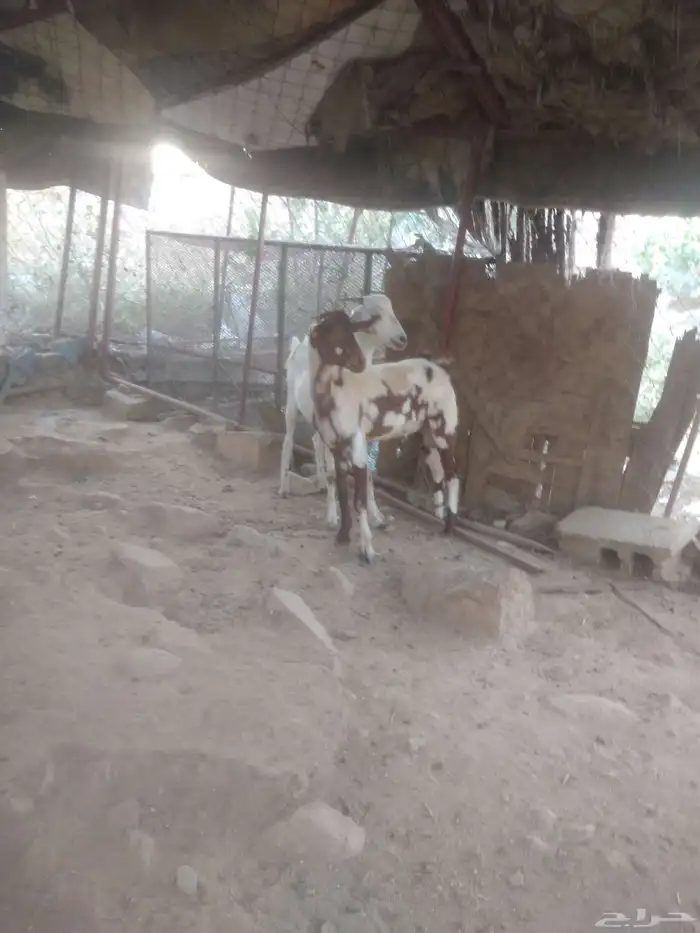 السلام عليكم ورحمة الله وبركاته أعرض لكم جفران طيبه العمر 5 1