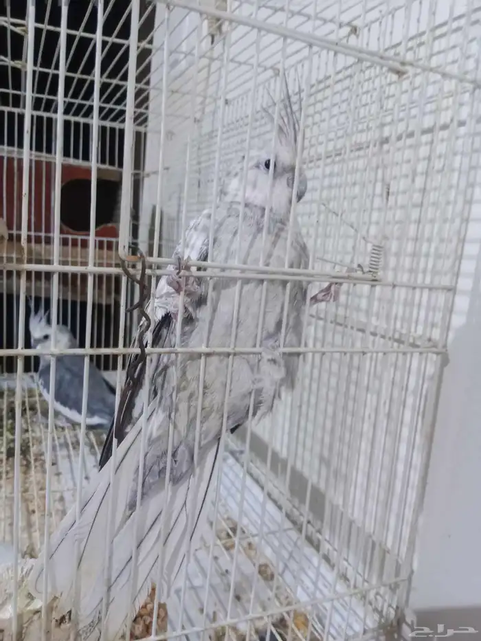 زوج كروان هولندي منتج مرتين 3