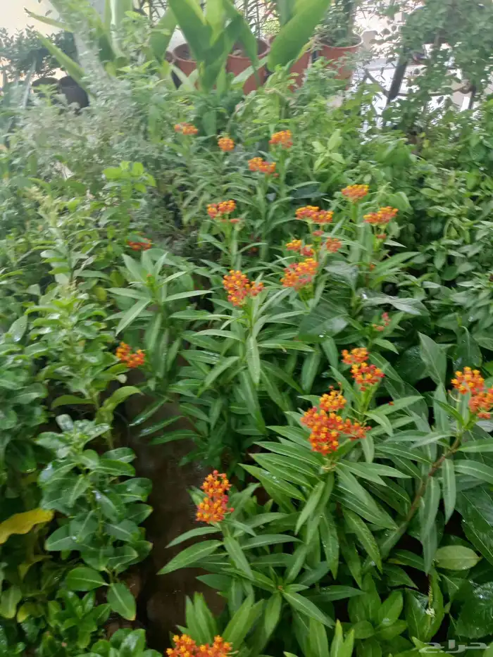 اشجار ونخل توريد وتركيب 4