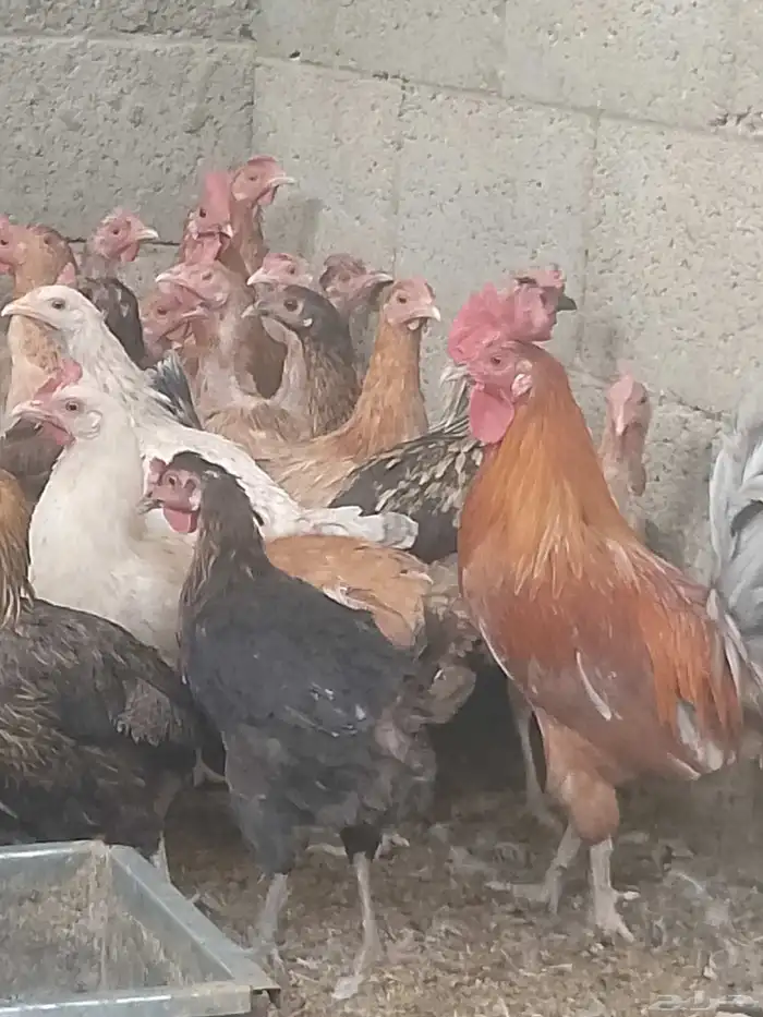 دجاج بياض اعمار 8و9شهور 1