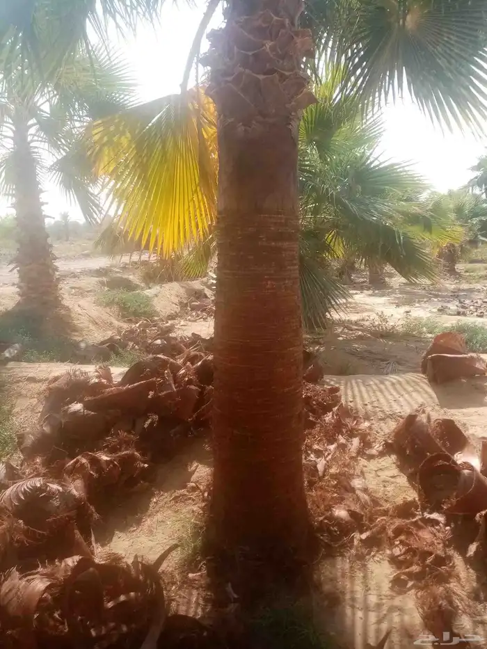 نخل زينه واشنطوني للبيع 0