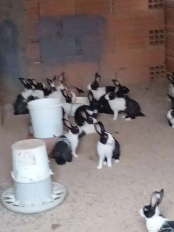 ارنب بلدي 2