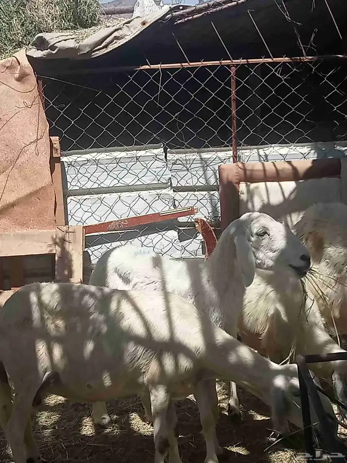 غنم حرش العدد 7 وفيها اثنين صفر فيها ارتفاع بين واسنانها مسا 4