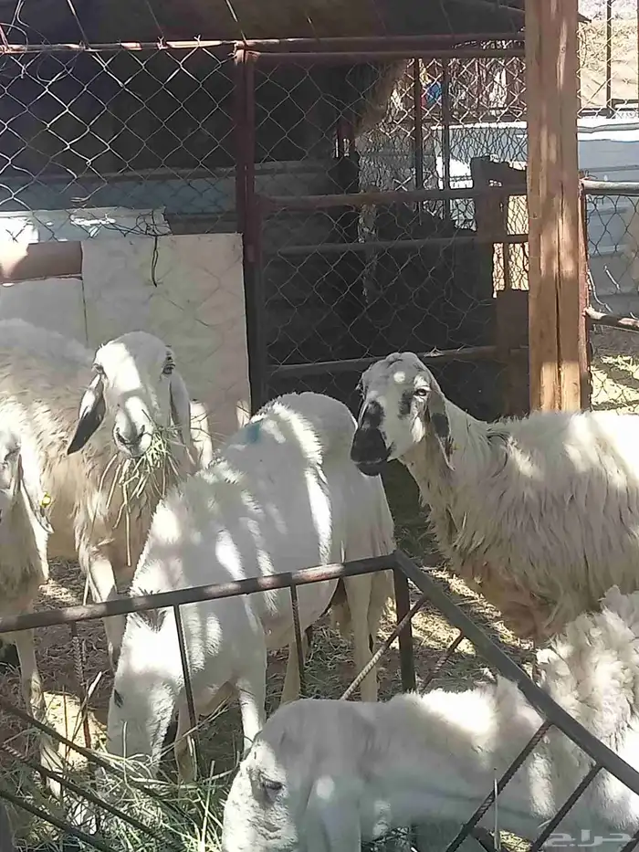 غنم حرش العدد 7 وفيها اثنين صفر فيها ارتفاع بين واسنانها مسا 5