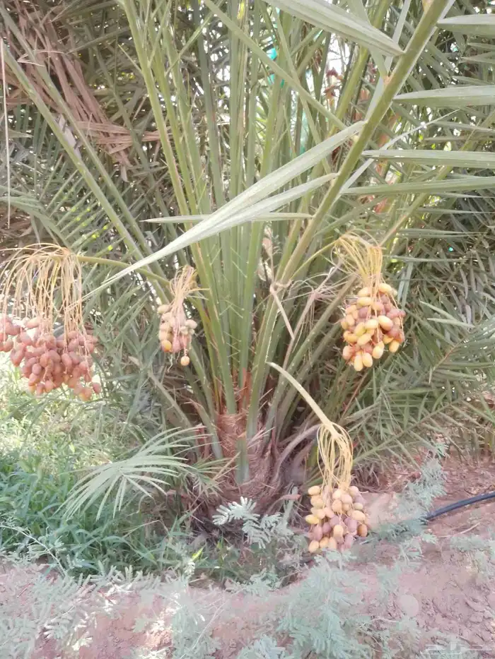 نخل للبيع مثمر خلاص سكري شيشي هلالي مجدول صقعي غر صفري برحي 1