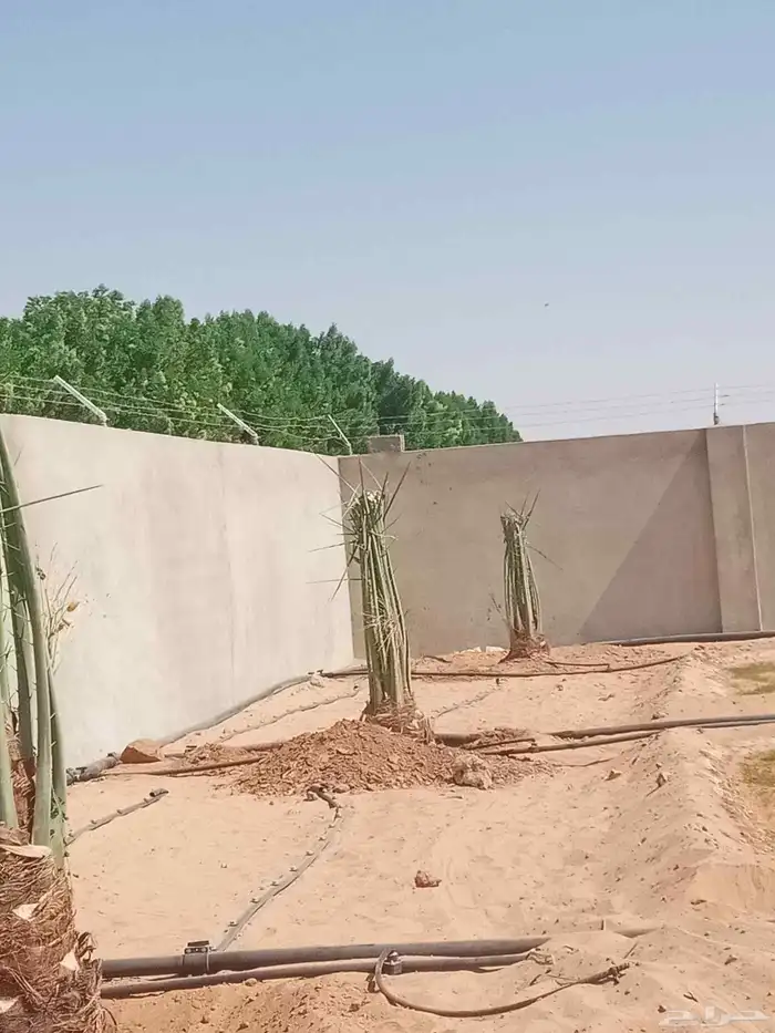 نخل اللبيع 2