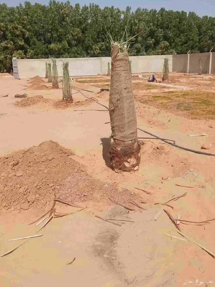 نخل اللبيع 5