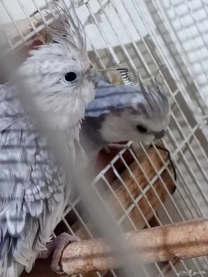 زوج كروان هولندي منتج مرتين 0