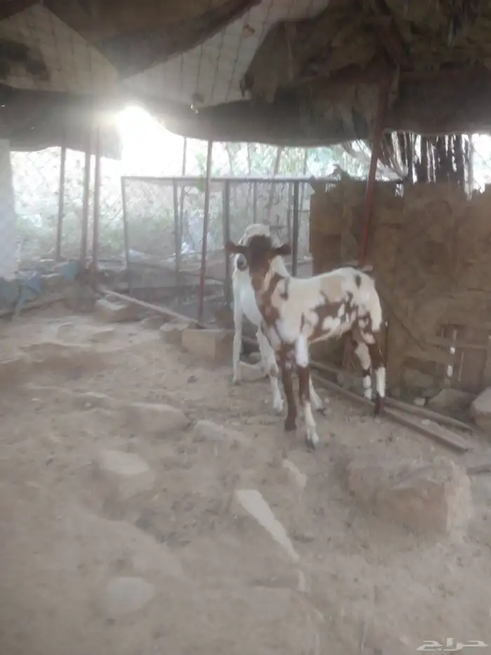 السلام عليكم ورحمة الله وبركاته أعرض لكم جفران طيبه العمر 5 0