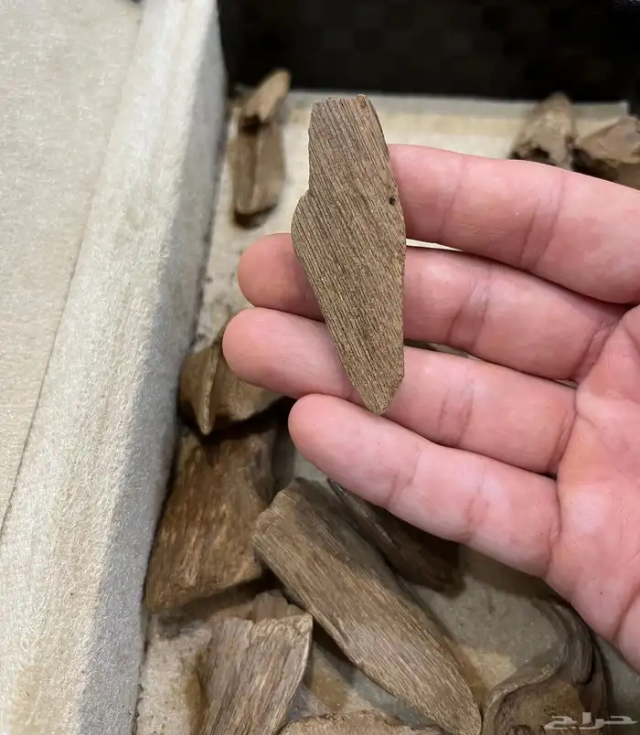 عود مروكي طبيعي دبل 4