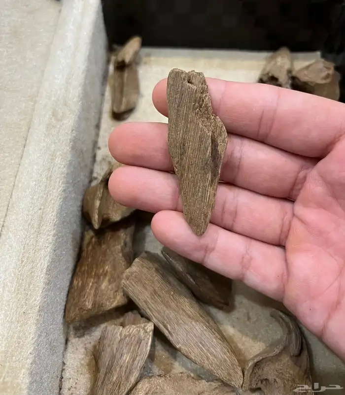 عود مروكي طبيعي دبل 3