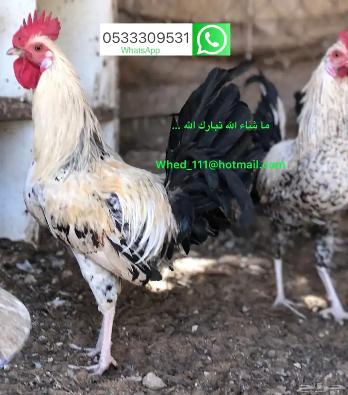 23 ديك بلدي عنيزة 10 شهور 12