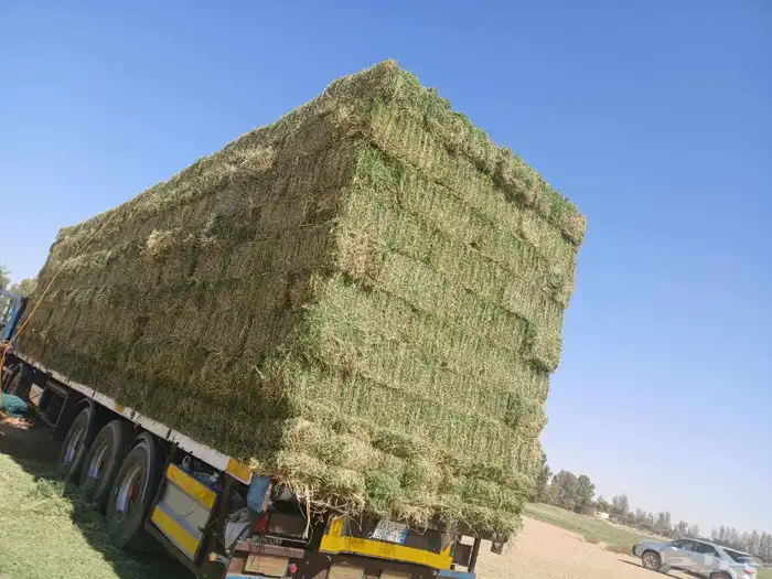 اعلاف ولوازم الاغنام والدجاج 17