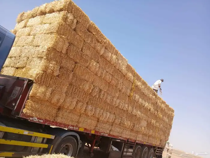 اعلاف ولوازم الاغنام والدجاج 16