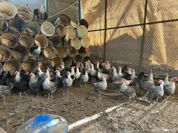 دجاج فيومي شبابي بياض 2