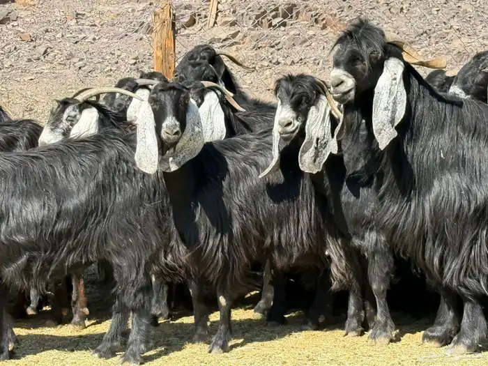 معزا عوارض 1