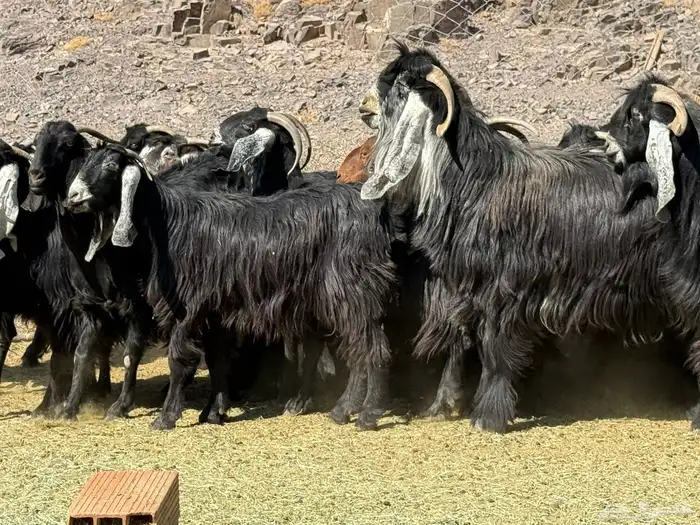 معزا عوارض 7