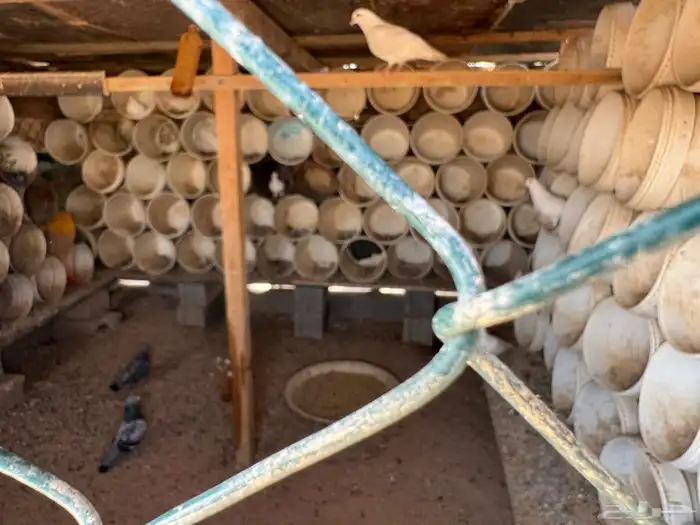 للبيع مراح كامل الموقع طريق الشمال جنوب محطة الوائليه 2