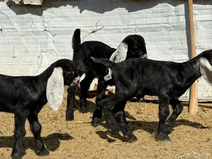 معزا عوارض 6