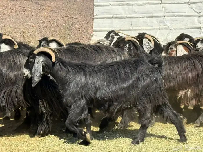 معزا عوارض 2