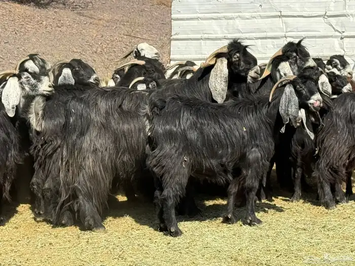 معزا عوارض 5